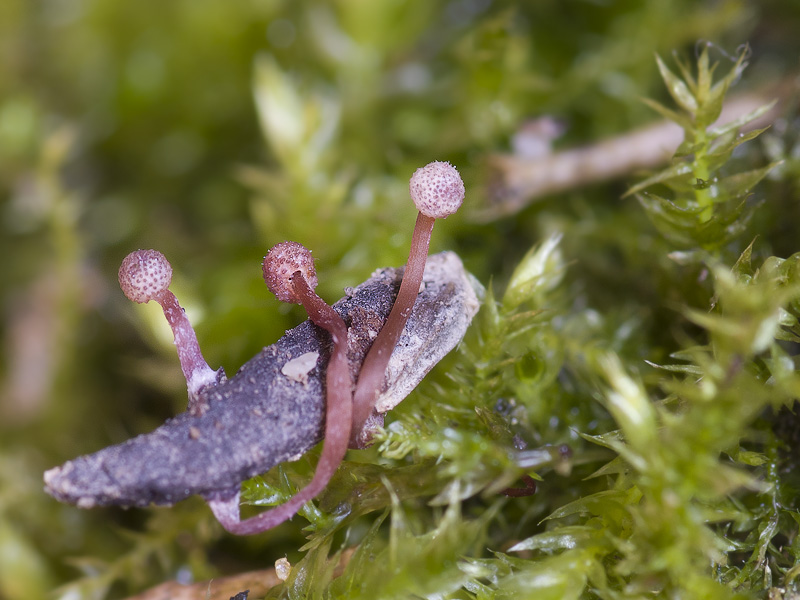 Claviceps arundinis